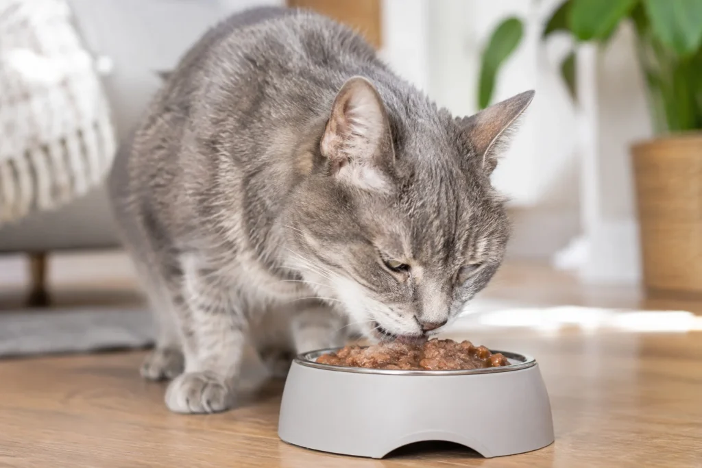 O tutor depois de Escolher os Melhores Alimentos Para o Seu Gato Idoso, comendo ração úmida premium.
