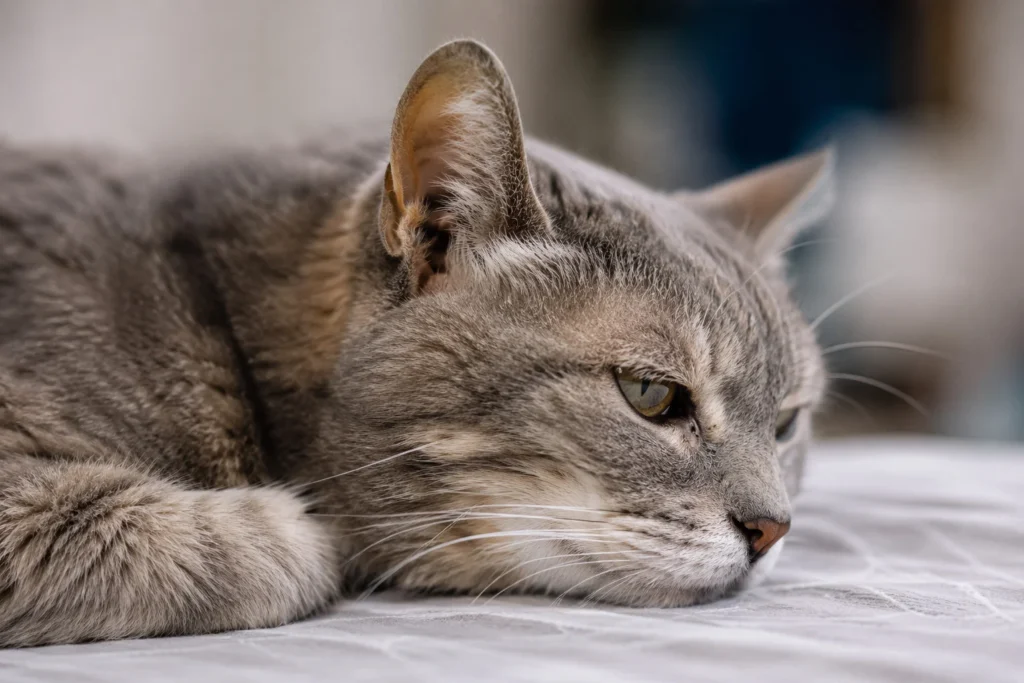 Detalhe de gato idoso demonstrando apatia, um sinal de que o meu gato idoso parou de comer.